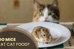Stop Mice Eating Cat Food: Prevention & Tips | World’s Most Delicious Foods: Must-Try Dishes from Every Country