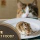 Stop Mice Eating Cat Food: Prevention & Tips | World’s Most Delicious Foods: Must-Try Dishes from Every Country