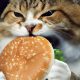 Premium Fat Cat Cat Food: Weight Management Made Easy | World’s Most Delicious Foods: Must-Try Dishes from Every Country
