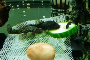 The Best Pleco Food Guide: Reviews & Beyond | World’s Most Delicious Foods: Must-Try Dishes from Every Country