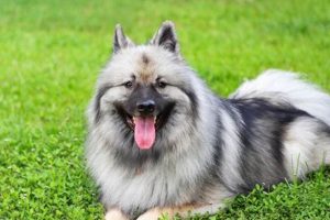 Top Picks: Best Dog Food for Keeshonds [2024 Guide] | World’s Most Delicious Foods: Must-Try Dishes from Every Country