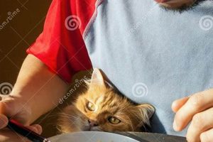 Stop Cat Begging Food: Tips & Solutions World’s Most Delicious Foods: Must-Try Dishes from Every Country Stop Cat Begging Food: Tips & Solutions | World’s Most Delicious Foods: Must-Try Dishes from Every Country