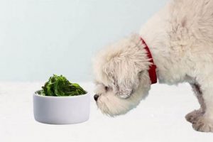 Best Dog Food With Kelp: Healthy & Delicious! | World’s Most Delicious Foods: Must-Try Dishes from Every Country