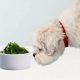 Best Dog Food With Kelp: Healthy & Delicious! | World’s Most Delicious Foods: Must-Try Dishes from Every Country