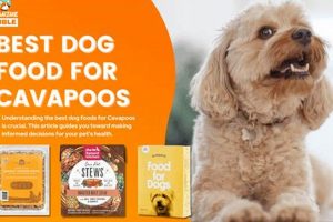 The Top: Best Dog Food for Cavapoos - Guide & Tips! World’s Most Delicious Foods: Must-Try Dishes from Every Country The Top: Best Dog Food for Cavapoos - Guide & Tips! | World’s Most Delicious Foods: Must-Try Dishes from Every Country