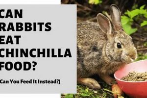 Can Rabbits Eat Chinchilla Food? Dangers & Safe Feeds | World’s Most Delicious Foods: Must-Try Dishes from Every Country