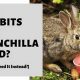Can Rabbits Eat Chinchilla Food? Dangers & Safe Feeds | World’s Most Delicious Foods: Must-Try Dishes from Every Country