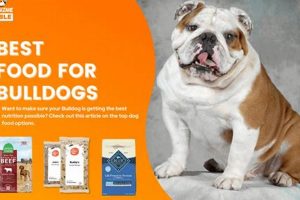 The Best Dog Food for English Bulldog Puppies: Reviews & Guide! | World’s Most Delicious Foods: Must-Try Dishes from Every Country