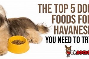 Best Havanese Dog Food: Breed-Specific Diet Tips | World’s Most Delicious Foods: Must-Try Dishes from Every Country