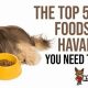 Best Havanese Dog Food: Breed-Specific Diet Tips | World’s Most Delicious Foods: Must-Try Dishes from Every Country