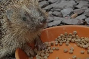 The BEST Cat Food for YOUR Hedgehog: Safe & Healthy Diet! World’s Most Delicious Foods: Must-Try Dishes from Every Country The BEST Cat Food for YOUR Hedgehog: Safe & Healthy Diet! | World’s Most Delicious Foods: Must-Try Dishes from Every Country