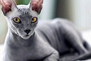 The Best Food for Hairless Cats: Diet Tips & Beyond World’s Most Delicious Foods: Must-Try Dishes from Every Country The Best Food for Hairless Cats: Diet Tips & Beyond | World’s Most Delicious Foods: Must-Try Dishes from Every Country