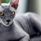 The Best Food for Hairless Cats: Diet Tips & Beyond | World’s Most Delicious Foods: Must-Try Dishes from Every Country