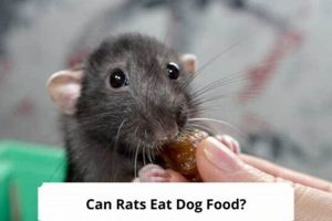 Can Rats Eat Dog Food Safely? Risks &amp; Alternatives | World’s Most Delicious Foods: Must-Try Dishes from Every Country
