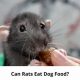 Can Rats Eat Dog Food Safely? Risks &amp; Alternatives | World’s Most Delicious Foods: Must-Try Dishes from Every Country