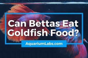 Can Bettas Really Eat Goldfish Food? [Risks!] | World’s Most Delicious Foods: Must-Try Dishes from Every Country