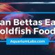 Can Bettas Really Eat Goldfish Food? [Risks!] | World’s Most Delicious Foods: Must-Try Dishes from Every Country