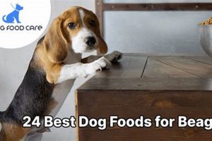 Top Picks: Best Puppy Food for Beagles Guide 2024 | World’s Most Delicious Foods: Must-Try Dishes from Every Country
