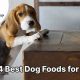 Top Picks: Best Puppy Food for Beagles Guide 2024 | World’s Most Delicious Foods: Must-Try Dishes from Every Country