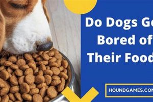 Is Food Boring? Do Dogs Get Bored of Their Food? Tips World’s Most Delicious Foods: Must-Try Dishes from Every Country Is Food Boring? Do Dogs Get Bored of Their Food? Tips | World’s Most Delicious Foods: Must-Try Dishes from Every Country