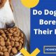 Is Food Boring? Do Dogs Get Bored of Their Food? Tips | World’s Most Delicious Foods: Must-Try Dishes from Every Country