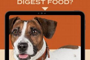 Dog Digestion: How Long Does a Dog Take to Digest Food? Guide World’s Most Delicious Foods: Must-Try Dishes from Every Country Dog Digestion: How Long Does a Dog Take to Digest Food? Guide | World’s Most Delicious Foods: Must-Try Dishes from Every Country