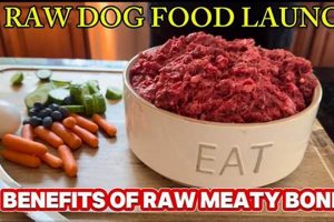 Why Raw Blends Dog Food: Healthier Diet for Your Pup | World’s Most Delicious Foods: Must-Try Dishes from Every Country