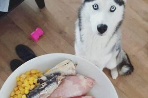 Top-Rated Best Siberian Husky Food: Reviews &amp; Guide | World’s Most Delicious Foods: Must-Try Dishes from Every Country