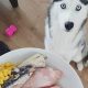 Top-Rated Best Siberian Husky Food: Reviews &amp; Guide | World’s Most Delicious Foods: Must-Try Dishes from Every Country