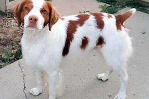 Guide to: Best Food for Brittany Spaniels + Reviews | World’s Most Delicious Foods: Must-Try Dishes from Every Country