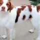 Guide to: Best Food for Brittany Spaniels + Reviews | World’s Most Delicious Foods: Must-Try Dishes from Every Country
