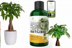 Top Plant Food: Best Money Tree Fertilizer [Guide] | World’s Most Delicious Foods: Must-Try Dishes from Every Country