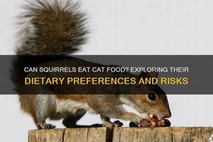 Can Wild Squirrels Eat Cat Food? Risks &amp; Alternatives | World’s Most Delicious Foods: Must-Try Dishes from Every Country