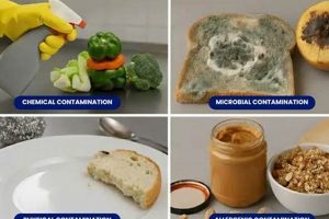 Food Contamination: Individuals Can Be Accused of **What**? | World’s Most Delicious Foods: Must-Try Dishes from Every Country