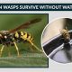 Can Wasps Survive? How Long Can Wasps Live Without Food +Tips | World’s Most Delicious Foods: Must-Try Dishes from Every Country