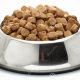 Plate Perfect: Dog Food on a Plate Feeding Guide | World’s Most Delicious Foods: Must-Try Dishes from Every Country