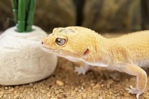 Leos & Fasting: How Long Can a Leopard Gecko Go Without Food Safely? | World’s Most Delicious Foods: Must-Try Dishes from Every Country