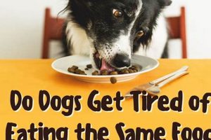 Is Your Dog Bored? Do Dogs Get Tired of Food? Tips | World’s Most Delicious Foods: Must-Try Dishes from Every Country