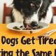 Is Your Dog Bored? Do Dogs Get Tired of Food? Tips | World’s Most Delicious Foods: Must-Try Dishes from Every Country