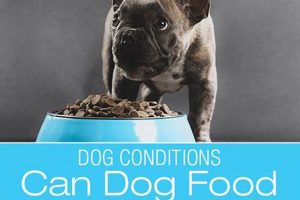 Diet & Seizures: Can Dog Food Cause Them? | World’s Most Delicious Foods: Must-Try Dishes from Every Country