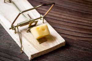 Top Baits: Best Food for Rat Traps That Work! | World’s Most Delicious Foods: Must-Try Dishes from Every Country