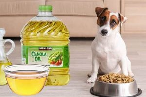 Canola Oil & Dogs: Is Canola Oil in Dog Food Bad? | World’s Most Delicious Foods: Must-Try Dishes from Every Country