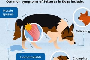 Dog Seizures: Can Food Be The Cause? Diet Triggers! | World’s Most Delicious Foods: Must-Try Dishes from Every Country