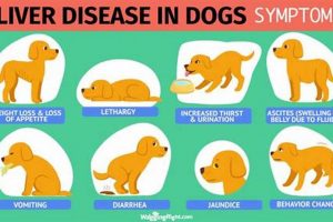 Best Dog Food for Liver Health: Liver Problems Solved! | World’s Most Delicious Foods: Must-Try Dishes from Every Country