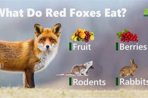 Find Where to Buy Fox Food: The Ultimate Guide | World’s Most Delicious Foods: Must-Try Dishes from Every Country