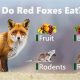 Find Where to Buy Fox Food: The Ultimate Guide | World’s Most Delicious Foods: Must-Try Dishes from Every Country