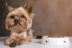 Top Picks: Best Food for Yorkies With Sensitive Stomachs (Guide) | World’s Most Delicious Foods: Must-Try Dishes from Every Country