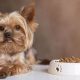 Top Picks: Best Food for Yorkies With Sensitive Stomachs (Guide) | World’s Most Delicious Foods: Must-Try Dishes from Every Country