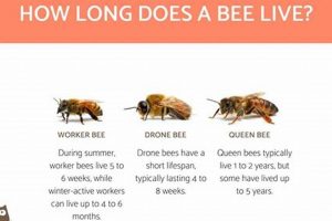 Can Bees Survive? How Long Can Bees Live Without Food+ | World’s Most Delicious Foods: Must-Try Dishes from Every Country