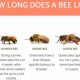 Can Bees Survive? How Long Can Bees Live Without Food+ | World’s Most Delicious Foods: Must-Try Dishes from Every Country